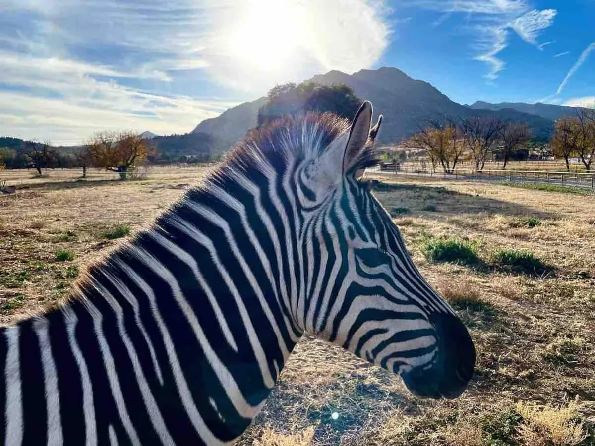 A tranquil exterior view featuring a zebra standing on open grass with the Arizona mountains and a clear sky in the background. The composition draws attention to the unique wildlife and the dramatic natural surroundings, evoking the spirit of adventure and exploration right outside the cottage.