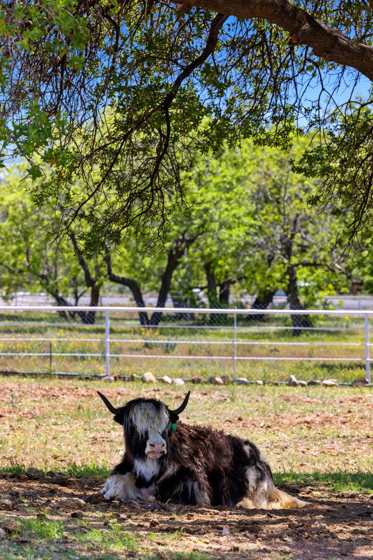 A tranquil, green pasture featuring a resting yak under the shade of mature trees, enclosed by a rustic fence. The setting conveys open space and peacefulness, with soft light filtering through the foliage, inviting visitors to pause and take in the natural beauty.