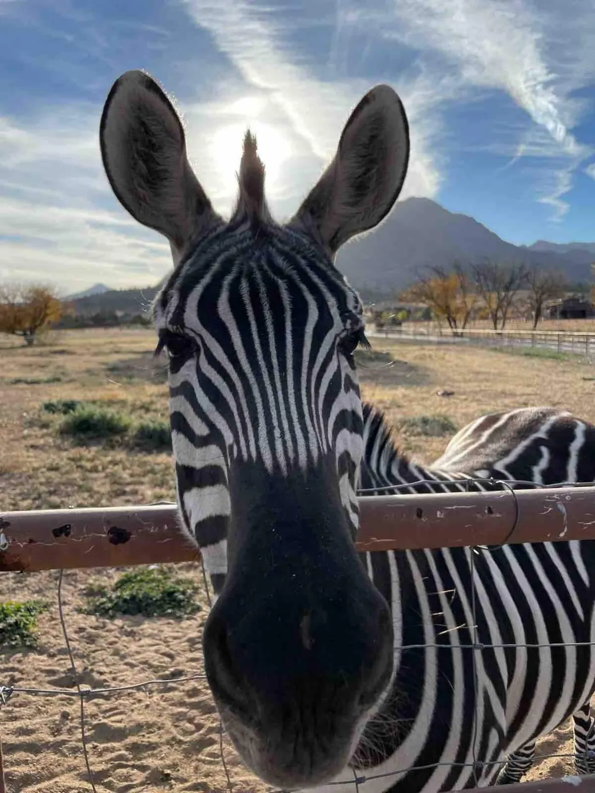 A friendly zebra’s face fills the foreground, with golden sunlight and distant mountains in the background. A family stands nearby, capturing photos and enjoying an educational moment with the animal.