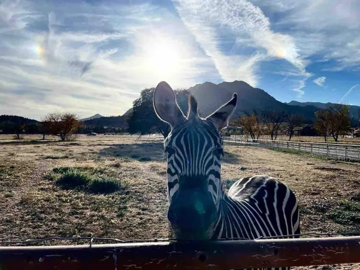 An exterior ranch scene with a zebra standing near a fence, framed by sweeping views of distant mountains and a vast, open sky. The playful mood and expansive landscape invite exploration and animal observation.