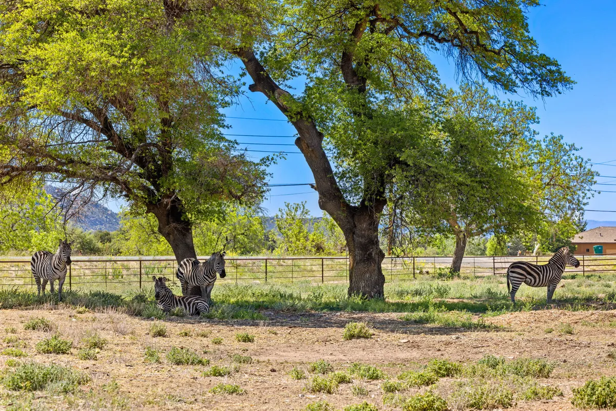 A group of zebras grazing and interacting in a spacious, open field dotted with large trees. Families can be seen relaxed nearby, enjoying a picnic and taking photos of the animals in this tranquil, sprawling outdoor environment.