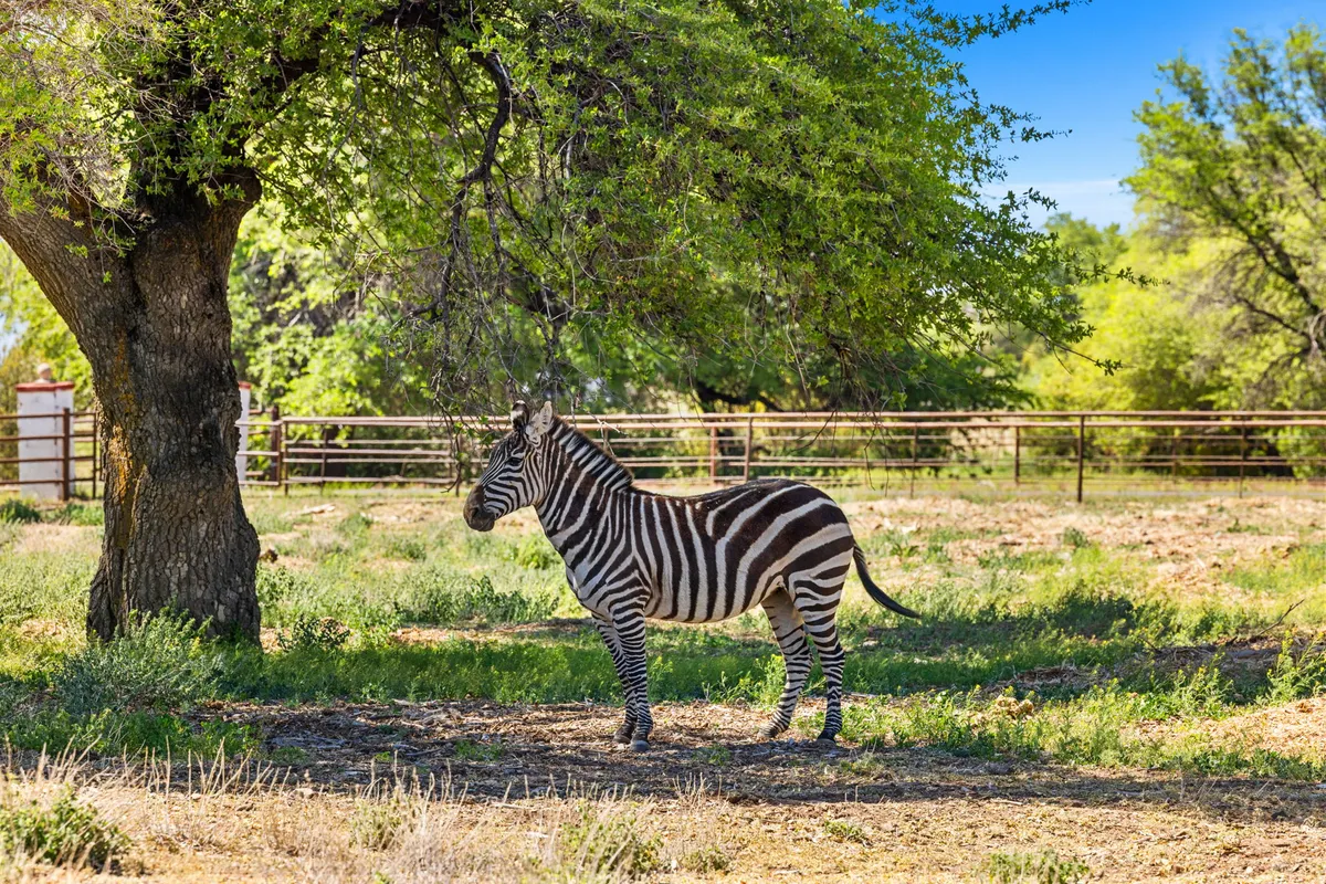 A peaceful scene with a zebra standing near a large tree in a fenced natural area. The setting is serene, with ample greenery and space for observing wildlife or embarking on a nature walk.