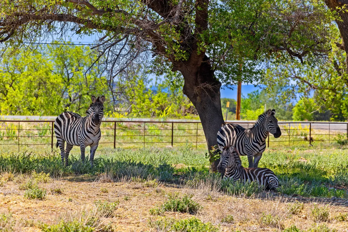 An exterior shot featuring two zebras grazing near a large tree, with green pastures and fencing in the background. The photo captures the tranquility and beauty of the ranch setting, and illustrates the kind of wildlife view guests can enjoy from the comfort of the lounge area.